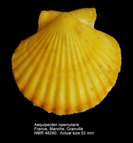 Aequipecten opercularis (5).jpg - Aequipecten opercularis(Linnaeus,1758)